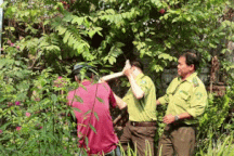 Người dân ở TPHCM bàn giao con trăn nặng hơn 30kg cho kiểm lâm