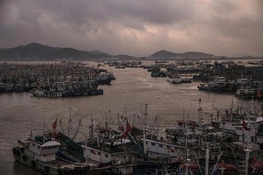 Tàu cá Trung Quốc lộng hành (*): Vét cạn biển Tây Phi