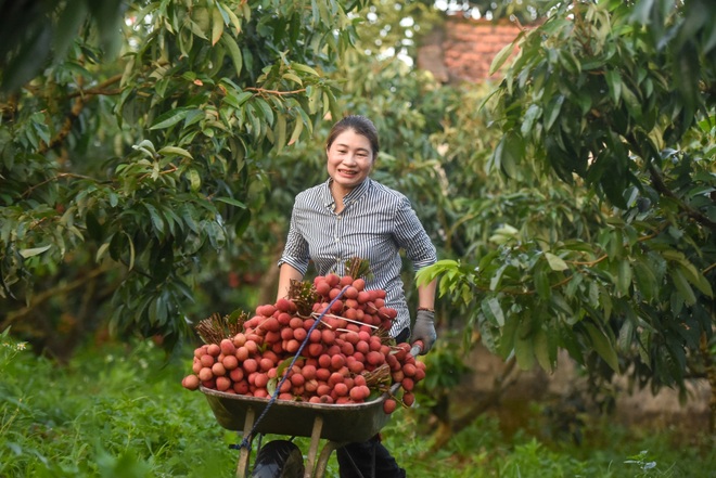 Người dân “thủ phủ vải thiều” Lục Ngạn chong đèn thu hoạch vải - 22 Người dân “thủ phủ vải thiều” Lục Ngạn chong đèn thu hoạch vải - 22