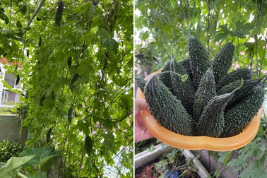 Vườn rau trái trồng trong thùng xốp xanh mướt, trĩu quả của cô giáo mầm non