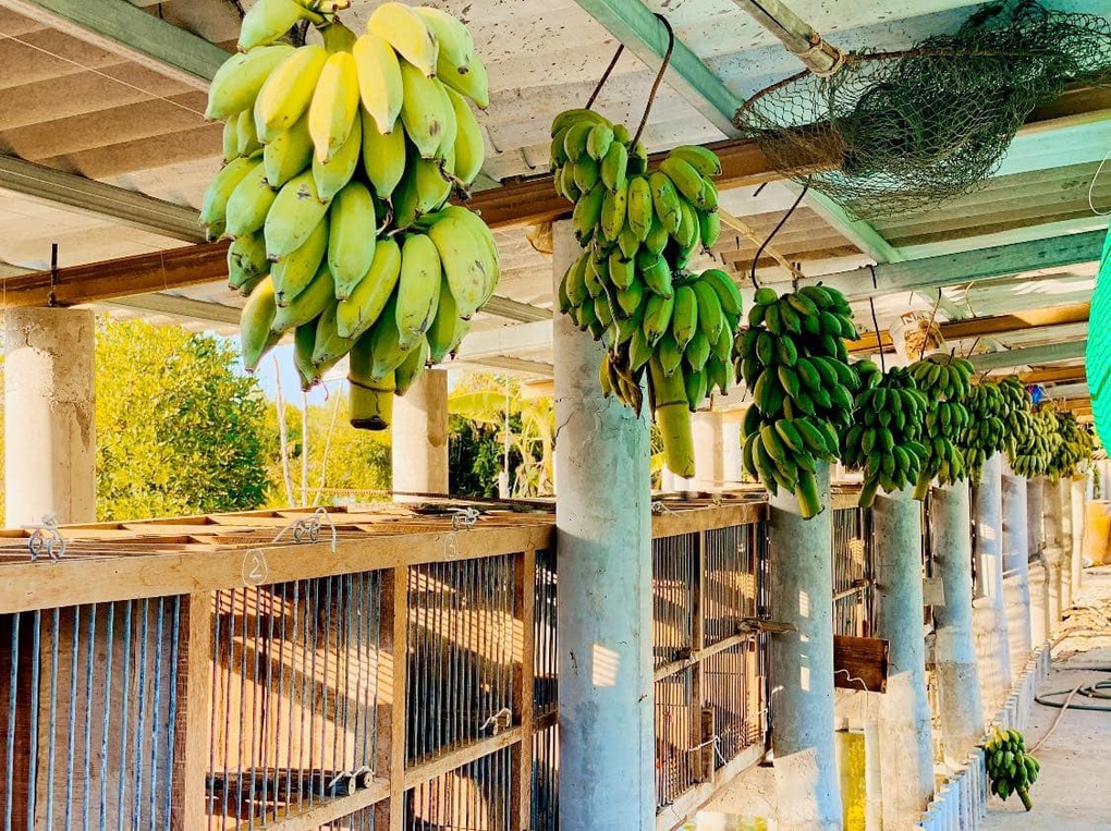 Quách Ngọc Ngoan trồng rau, nuôi cá ở biệt thự 5 tỷ đồng trước khi vỡ nợ - 5 Quách Ngọc Ngoan trồng rau, nuôi cá ở biệt thự 5 tỷ đồng trước khi vỡ nợ - 5