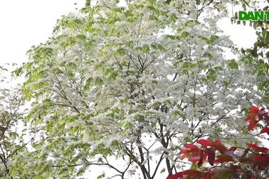 Hà Nội đẹp lạ trong mùa hoa sưa nở trắng tinh khôi