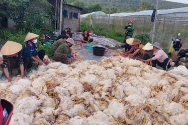 Chủ trang trại bất lực nhìn 10.000 con gà chết la liệt trước ngày xuất bán