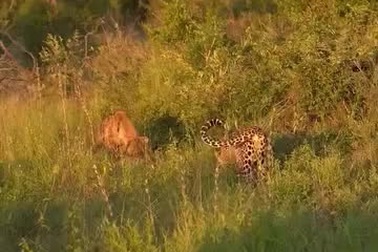 Báo hoa mai suýt phải trả giá vì định cướp con mồi của linh cẩu