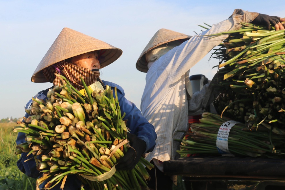 Nông dân thu lợi từ cây kẻ thù của ruộng đồng - 13 Nông dân thu lợi từ cây kẻ thù của ruộng đồng - 13