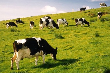 Trận chiến chỉ dẫn địa lý Ba Vì: Tìm đâu “sữa ngon chính gốc”?