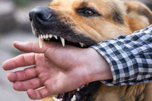 Người đàn ông tử vong sau khi bị chó nhà hàng xóm cắn