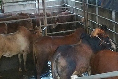 Sẽ rút phép hai cơ sở bò bơm nước ở Đồng Nai