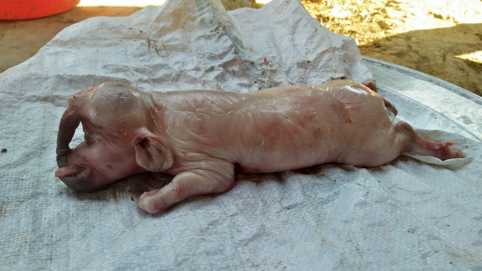 Kỳ dị lợn có vòi, có lông mày như người, chỉ một mắt - 1 Kỳ dị lợn có vòi, có lông mày như người, chỉ một mắt - 1