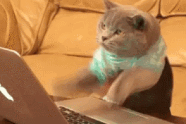 Những sự thật khoa học thú vị về loài mèo sẽ khiến bạn phải bất ngờ