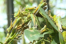 Châu chấu tàn phá cây trồng của người dân