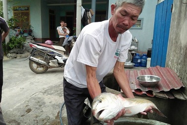 Ngư dân bắt được cá 4kg nghi là cá sủ vàng