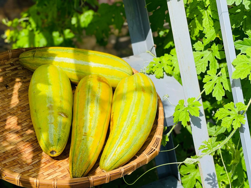 Vợ chồng tại TPHCM biến nóc nhà thành siêu thị nông sản ngập rau trái - 9