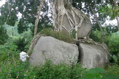 Phát sốt với cây sanh "mâm xôi con gà" giá hàng chục tỷ đồng