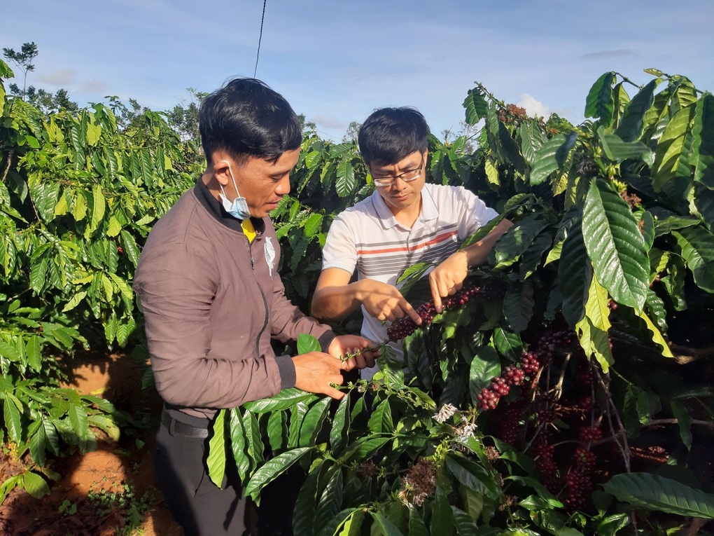 Nhiều điển hình người dân tộc làm kinh tế giỏi ở Gia Lai - 2 Nhiều điển hình người dân tộc làm kinh tế giỏi ở Gia Lai - 2