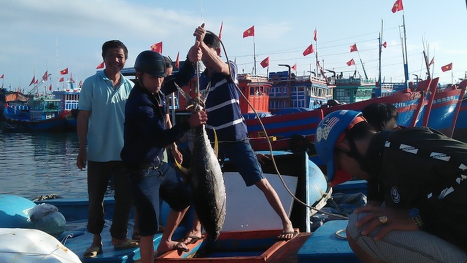 Thiết bị nghề cá “xịn” giúp ngư dân Lý Sơn “trúng mẻ lớn” - 2 Thiết bị nghề cá “xịn” giúp ngư dân Lý Sơn “trúng mẻ lớn” - 2