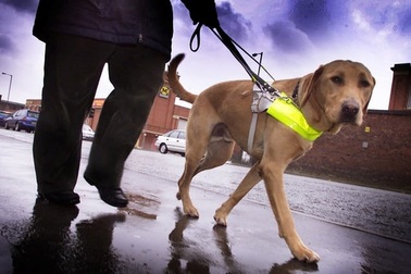 Người mù có thể chậc miệng giống dơi hay cá voi để cảm nhận về môi trường xung quanh