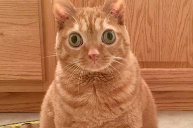 Chú mèo có đôi mắt to đến “kinh ngạc”