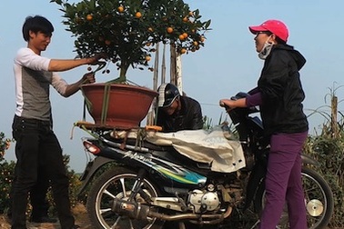 Chở thuê đào quất ngày Tết, kiếm tiền triệu mỗi ngày