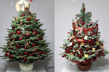 Thông Noel đi máy bay về Việt Nam, 30 triệu đồng/cây vẫn cháy hàng