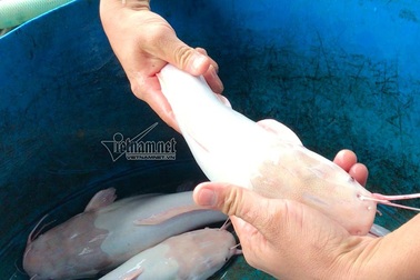 "Thuỷ quái" miền Tây: Ngàn con cá trê hồng đột biến gen kỳ lạ