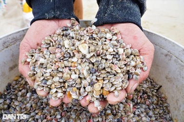 Gần Tết, ngư dân rủ nhau lội ngược sóng, lọc cát thu "lộc biển"