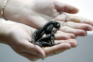 Rợn tóc gáy khi tới trại nuôi đỉa ở Nga