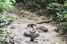 Rắn hổ mang tung đòn "cắn trộm" rồi "đoạt mạng" trăn gấm cỡ lớn