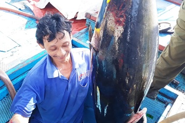 Bám biển xuyên Tết, ngư dân trúng đậm cá ngừ đại dương