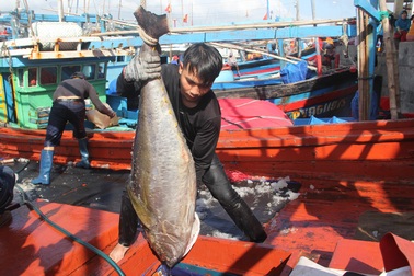 Phú Yên: Nhiều ngư dân lo mất Tết vì giá cá ngừ giảm mạnh