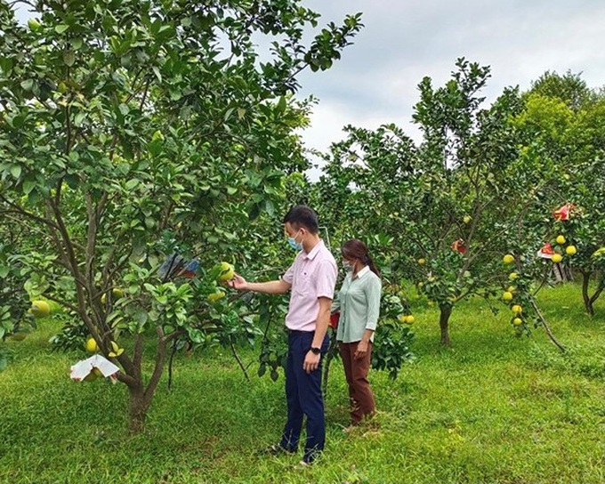 Tín dụng chính sách - Động lực giúp Hà Tĩnh giảm nghèo nhanh, bền vững - Ảnh 2.