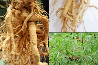 Hành trình "Con đường sức khỏe xanh" đưa "Nhân sâm Việt" làm giàu và bảo vệ sức khỏe người Việt