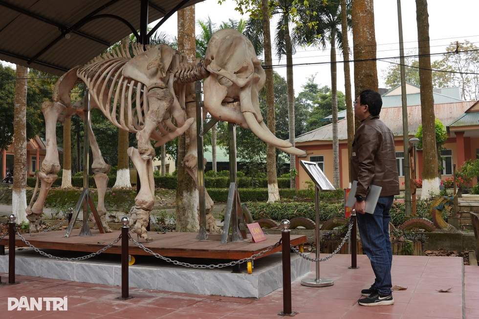 Minh chứng sống và thông điệp của 2 bộ xương voi ở Pù Mát - 3 Minh chứng sống và thông điệp của 2 bộ xương voi ở Pù Mát - 3