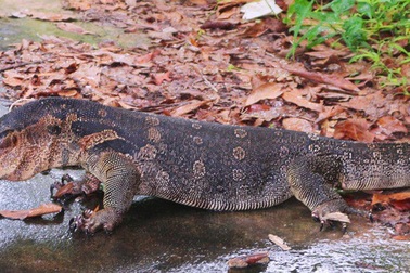 Phát hiện kỳ đà hoa "đi lạc" vào trụ sở UBND huyện