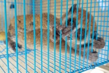 Người dân ở TPHCM giao nộp cu li quý hiếm cho kiểm lâm