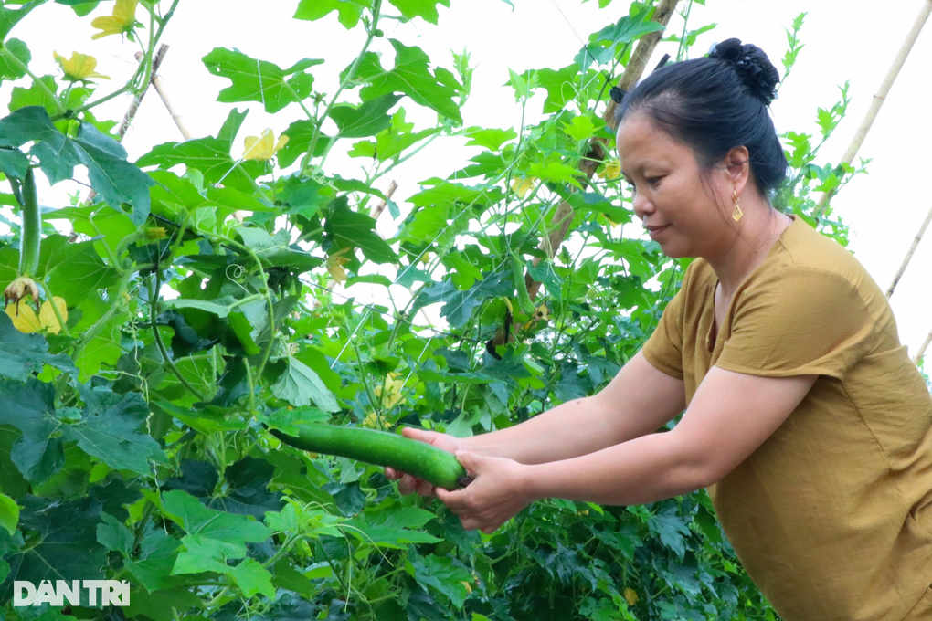 Người đàn ông cãi trời, trồng loại quả hái một xe rùa thu cả triệu đồng - 6 Người đàn ông cãi trời, trồng loại quả hái một xe rùa thu cả triệu đồng - 6