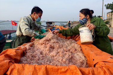 Ngư dân phấn khởi "đón lộc" đầu năm