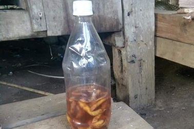 Uống rượu ngâm rễ cây lạ, hai cậu cháu tử vong