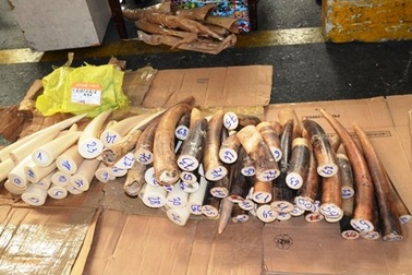 Vận chuyển 110kg ngà voi châu Phi qua đường hàng không