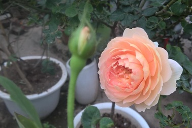 Hà Nội: Hoa hồng ngoại nhập đắt đỏ, giá "chát" hơn hoa Mai, hoa Đào