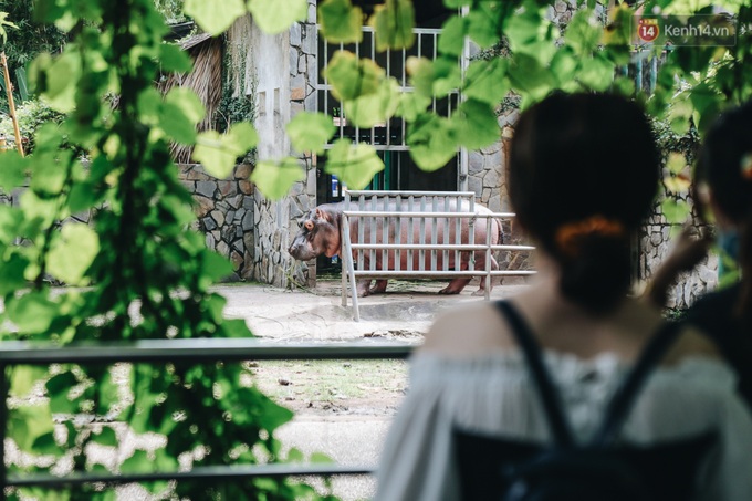 Người Sài Gòn góp cả chục tấn rau củ cùng hàng tỷ đồng, cứu đói bầy thú ở Thảo Cầm Viên trong mùa dịch Covid-19 - Ảnh 12. Người Sài Gòn góp cả chục tấn rau củ cùng hàng tỷ đồng, cứu đói bầy thú ở Thảo Cầm Viên trong mùa dịch Covid-19 - Ảnh 12.
