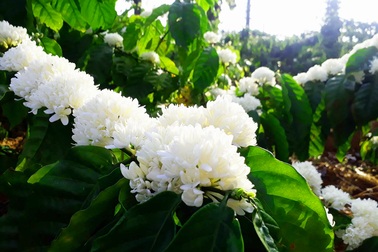 Mãn nhãn với mùa “hoa tuyết” trên đại ngàn Tây Nguyên