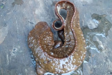 Phát hiện loài cá cóc lạ ở Lào Cai