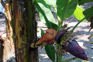 Độc lạ cây chuối trổ buồng ngang thân cây