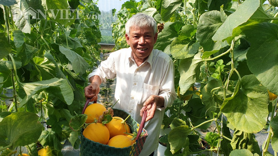 U70 trồng dưa vàng công nghệ cao, ngay vụ đầu đã bỏ túi gần 50 triệu - 1 U70 trồng dưa vàng công nghệ cao, ngay vụ đầu đã bỏ túi gần 50 triệu - 1