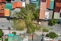 Cây đa "khủng" bật gốc bịt kín cửa ngõ, xe cẩu vật vã 4 ngày vẫn... bó tay