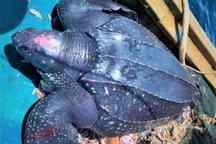 Rùa quý hiếm nặng 200kg, dài 1,6m mắc lưới ngư dân