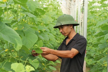 Kỹ sư bỏ lương 50 triệu đồng về quê trồng dưa, không để thương lái ép giá