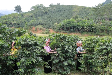 Sơn La: Giúp chị em vươn lên thoát nghèo từ cây cà phê