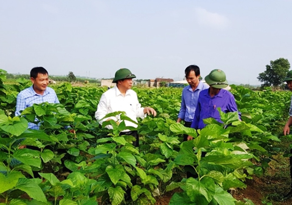 Đã mắt với mô hình trồng dâu nuôi tằm xanh ngút ngàn trên mảnh đất cằn - 2 Đã mắt với mô hình trồng dâu nuôi tằm xanh ngút ngàn trên mảnh đất cằn - 2